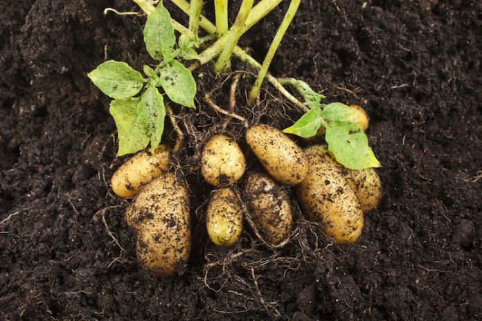 How to grow potato?